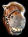 600$ al cavallo vincente
