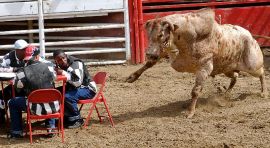 bull-poker