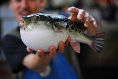 Un esemplare di Fugu, detto anche 'devilfish'