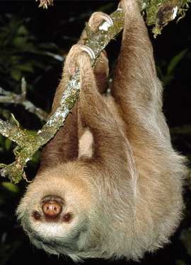 In inglese, per 'bradipo' e 'accidia', si usa 'sloth'...