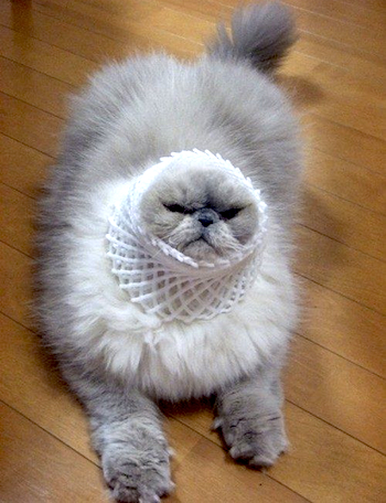 gatto-strano