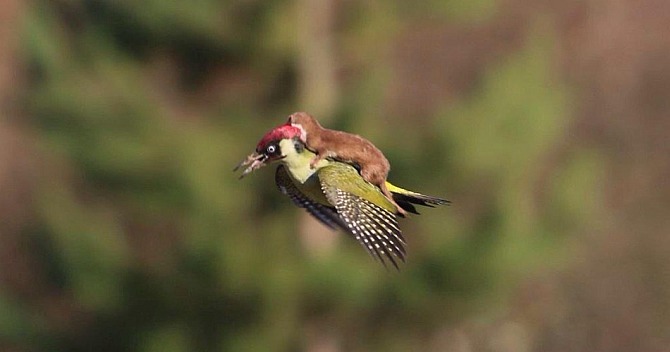 Woodpecker