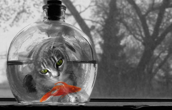 cat-fish-bowl
