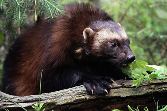 Salve, sono un wolverine!