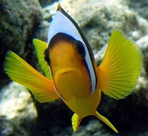 TRinking process 2.0: le imperdibili mani raccontate da Tritone_il re dei Fish