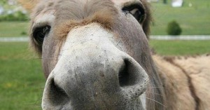 PLO: quando e perché usare la donkbet nel cash game?