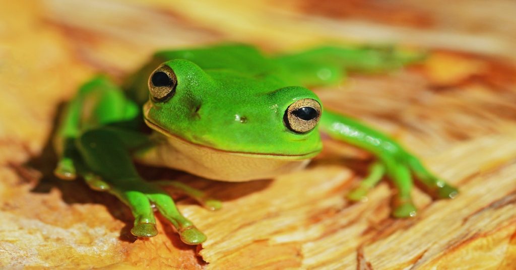 lukefrog97