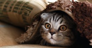 Poker Online: "capogatto" sul trono domenicale. Parata di stelle al Day 2 del MicroMillions-GigaStack