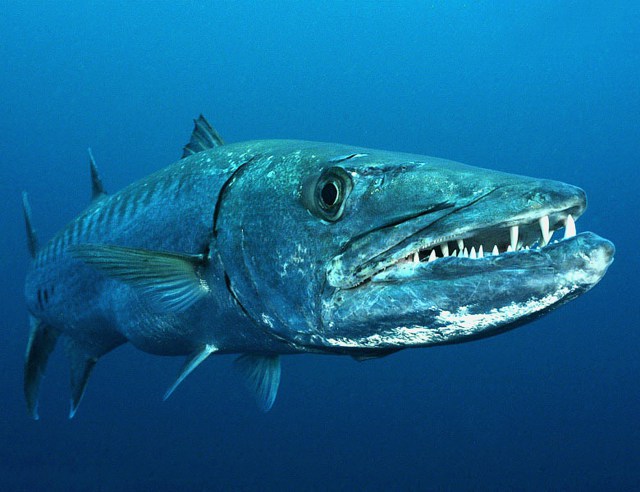 Barracudas