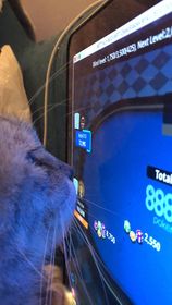 Uno dei gatti di Alice Sicconi