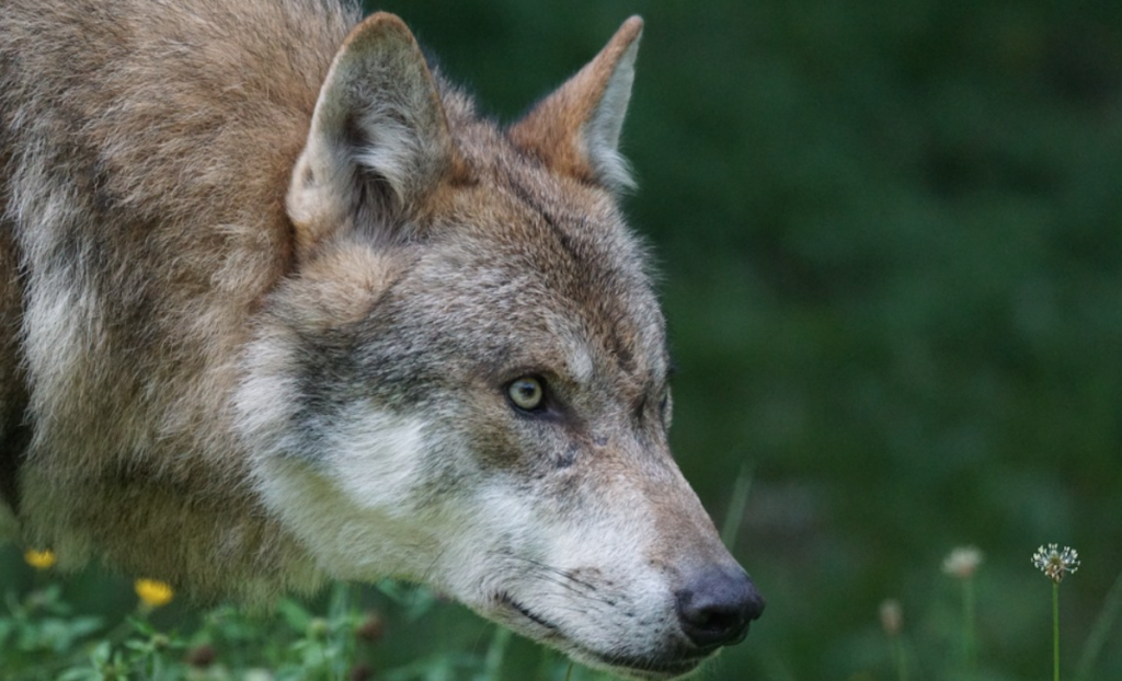 TheJackal