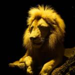 Casino, come funziona la promo LeoFedeltà di LeoVegas: info utili e dettagli sul bonus