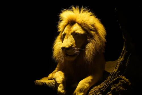 LeoVegas Casino, come funziona Notti da Leoni: dall'attivazione ai 20 Free Spin