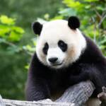 Slot, su Netwin sbarca in anteprima-esclusiva Panda's Gold di Amusnet: i dettagli del bonus cashback dedicato